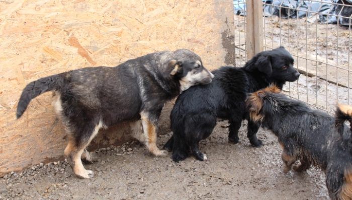 Kiky ja kaverit, Romania 03/2014