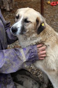 Viola, Romania 03/2014