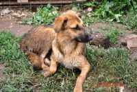 Kaunis Lolly, Romania 31.5.2014