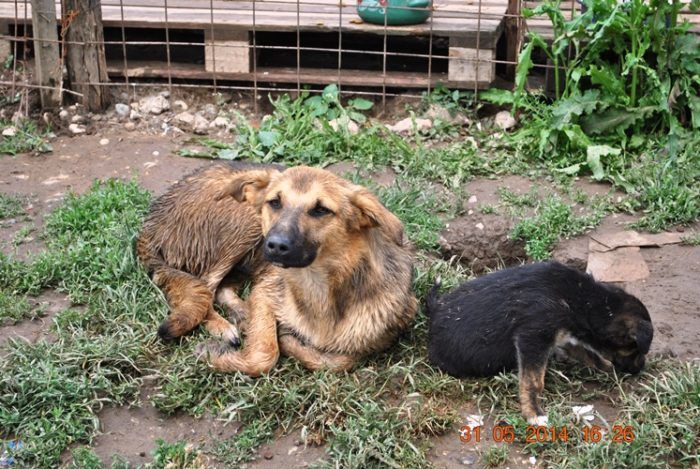 Lolly Glinan tarhalla, Romania 31.5.2014