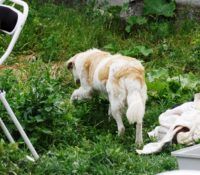 Lady Lassie hiippailee, Romania 29.5.2014