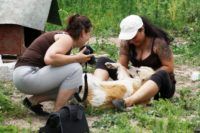 Lady Lassie nauttii rapsutuksista, Romania 29.5.2014