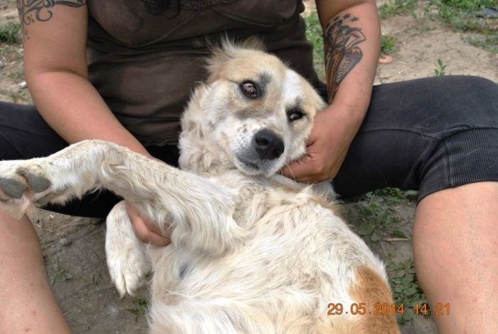 Lady Lassie., Romania 29.5.2014