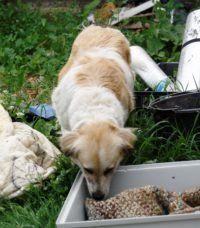 Lady Lassie, Romania 29.5.2014