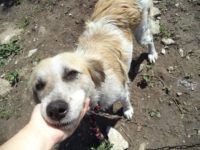 Lady Lassie, Romania 5/2014