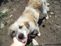 Lady Lassie näyttää kieltä, Romania 5/2014