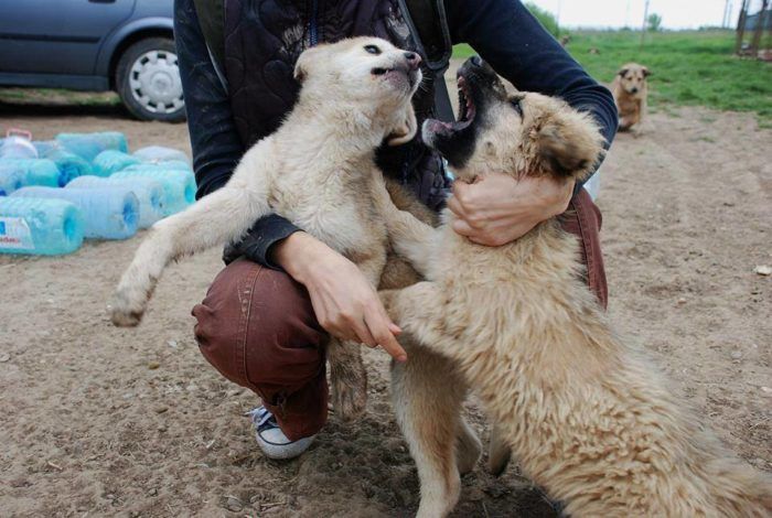 Sisarukset ottavat mittaa toisistaan. Romania 04/2014.