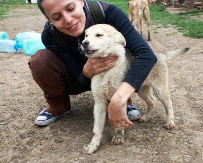 Ursi hellittävänä, Romania 04/2014.