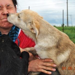 Ursi on kova pussailemaan, Romania 31.5.2014