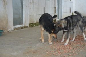 Kodin saanut koira: LUPPE - Rescueyhdistys Kulkurit ry - Matkalla