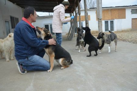 Kodin saanut koira: LUPPE - Rescueyhdistys Kulkurit ry - Matkalla