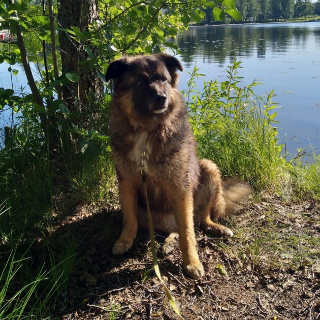 Enkelikoira: AGGIE (A-gang) nyk. Nuusku