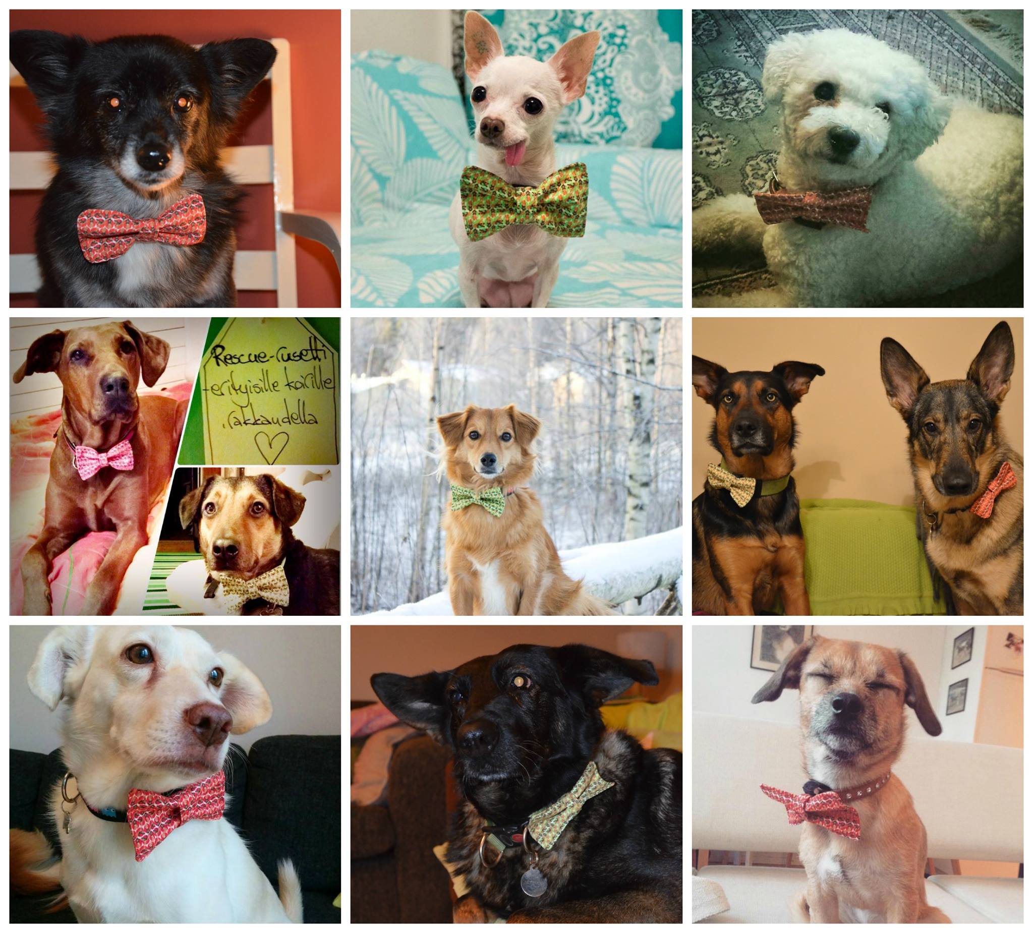 Rescuerusetti – rakkaudella erityisille koirille