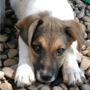 Kodin saanut koira: DARIO (Lucky Puppies)