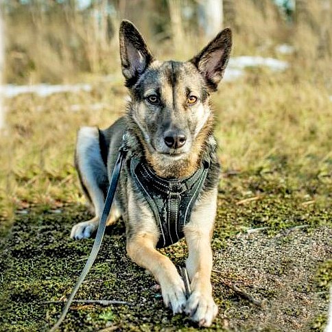 Kodin saanut koira: LIVIA, Suomessa