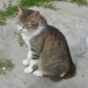 Kodin saanut kissa: COSMINA CAT