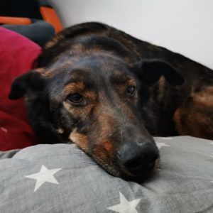 Jessy4 – Kopio