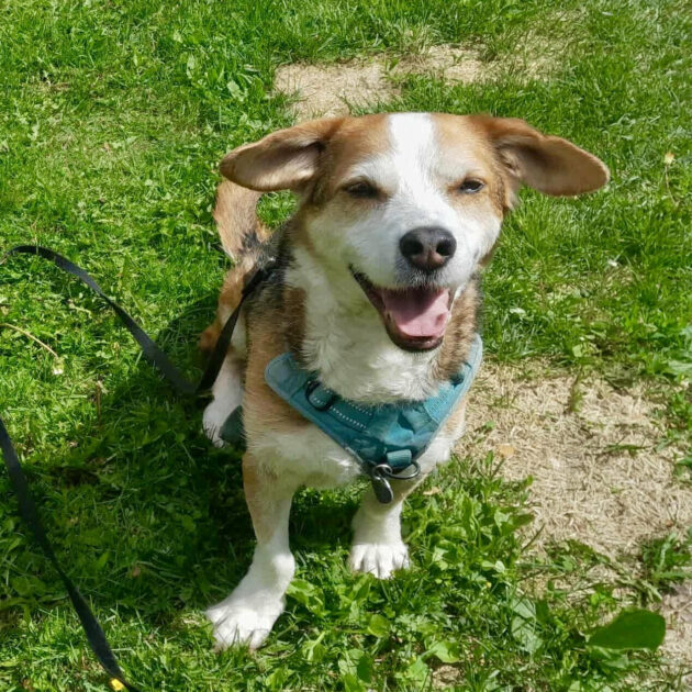 Enkelikoira: BEAGLEBOY (nyk. Viljo)