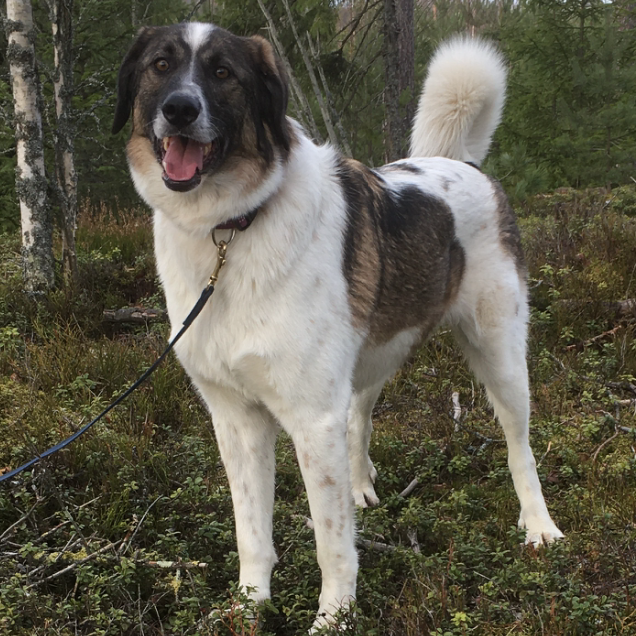 Kodin saanut koira: IGORYOK (Kristalin pennut) (Suomessa)