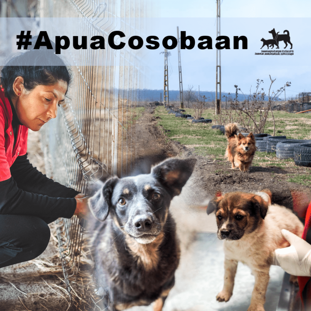 #ApuaCosobaan – keräys Cosoban tarhan penikkatautitilanteen hallintaan saamiseksi ja arjen helpottamiseksi