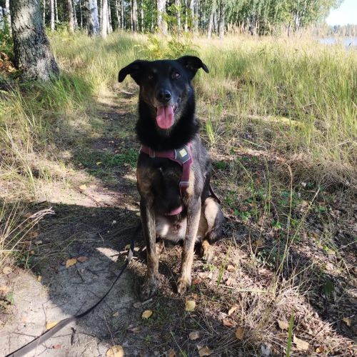 Kotia etsivä koira: UUNO (Kääpiöpennut) (ent. Ujo)