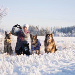 Kuvassa Kulkurien toiminnanjohtajata Salla Honkapää istuu lumessa kolmen koiransa kanssa.