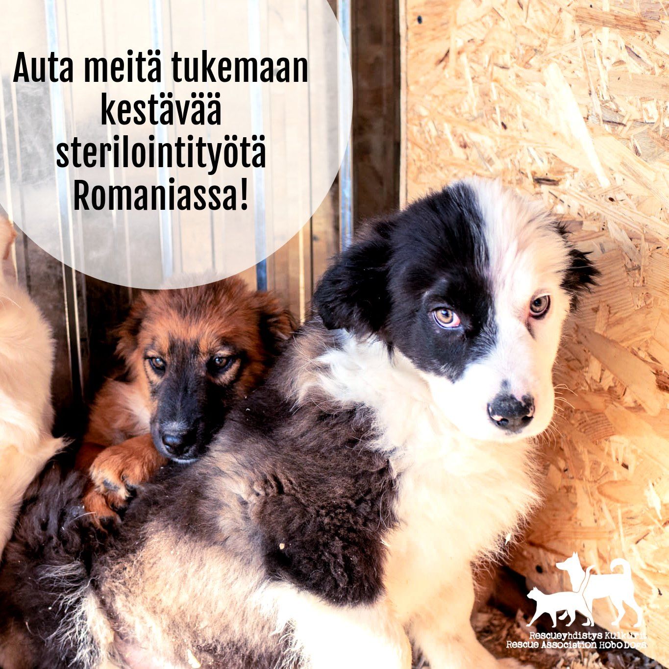 Auta meitä tukemaan kestävää sterilointityötä Romaniassa!