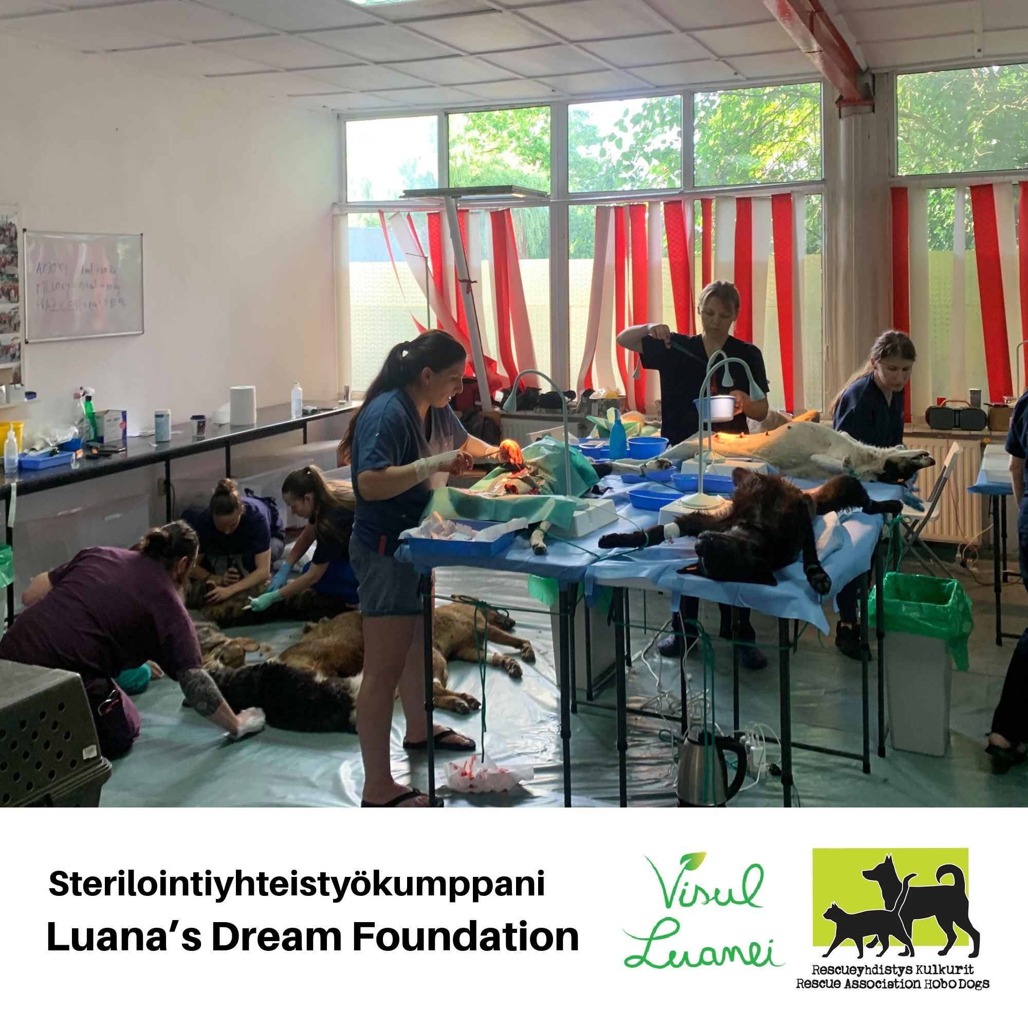 Esittelyssä Kulkurien sterilointiyhteistyökumppanit – Luana’s Dream Foundation