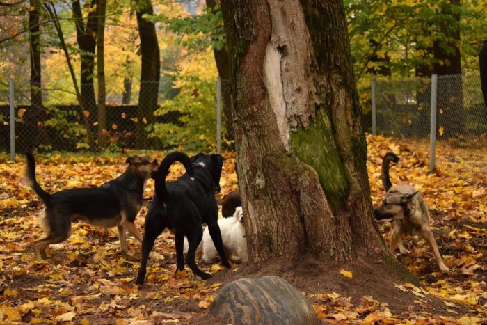 Viisi koiraa leikkii puun ympärillä syksyisessä koirapuistossa. 