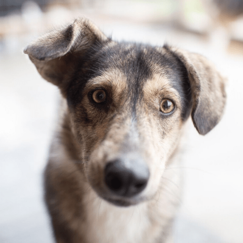 Kodin saanut koira: ARVIID (nyk. Arvi)