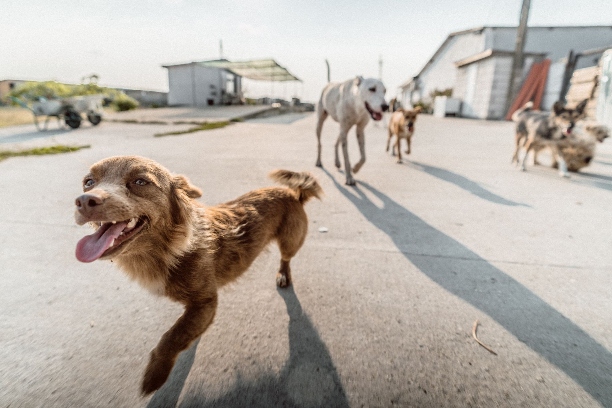 Kulkurien matkapäiväkirja Romanian koiratarhoilta löytyy nyt Kulkurien YouTube-kanavalta