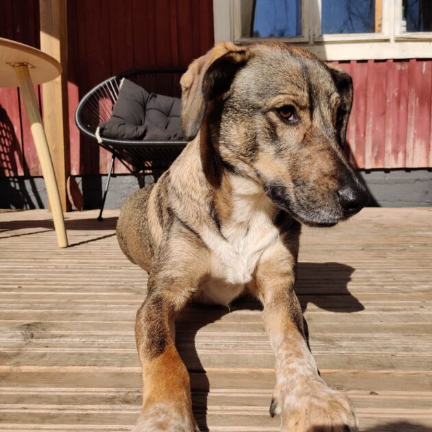 Kotia etsivä koira: SEILA, Suomessa