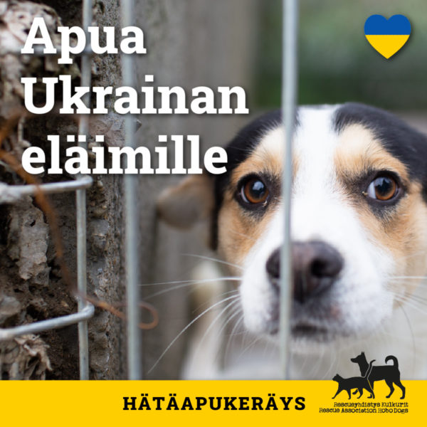 Hätäapukeräys: Apua Ukrainan koirille – osallistu auttamaan