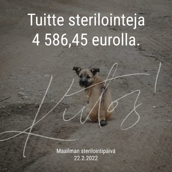 Te lahjoititte maailman sterilointipäivänä 4 586,45 euroa kestävään eläinsuojelutyöhön