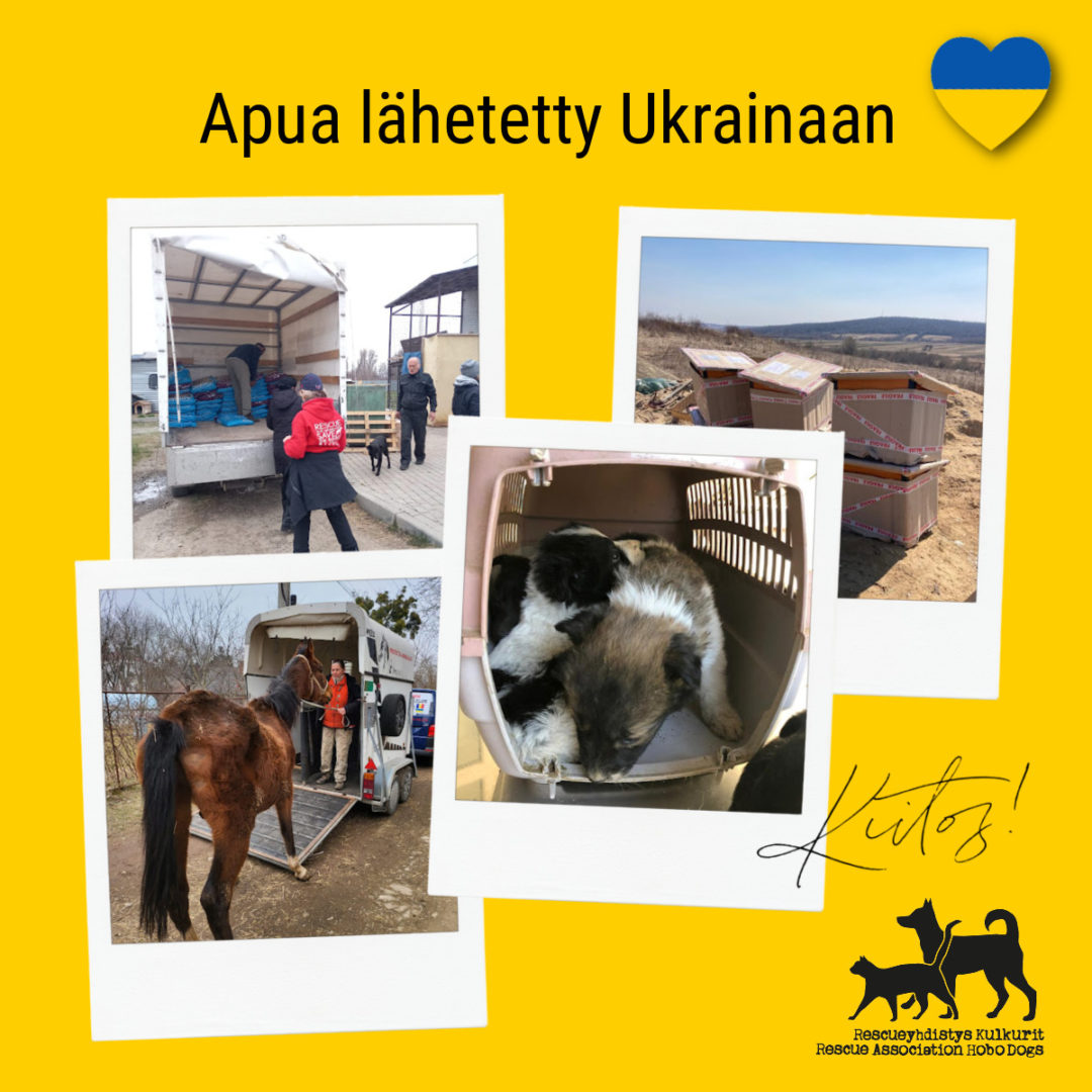 Apua Ukrainan eläimille: Yhteensä 105 000 euroa on ohjattu eteenpäin avustuskohteille