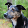 Kotia etsivä koira: ALDWIN (A-Team) (Suomessa, etsii myös kotihoitopaikkaa)