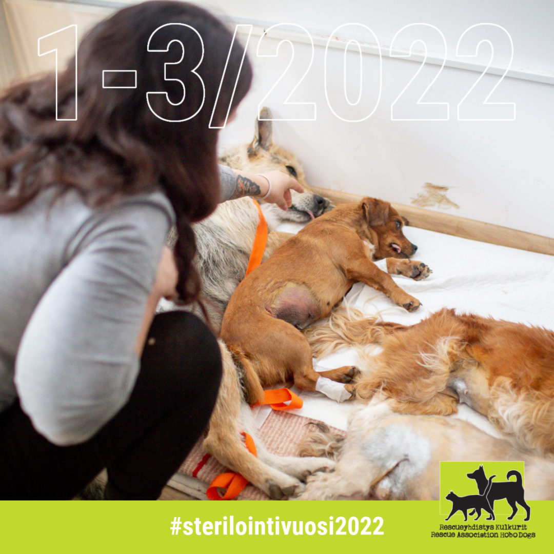 Sterilointivuosi 2022/1-3: Alkuvuonna steriloitiin 1102 eläintä, viitteellisiä lahjoituksia 37 358,95 euroa