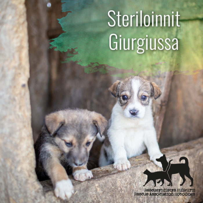 Steriloinnit Giurgiussa