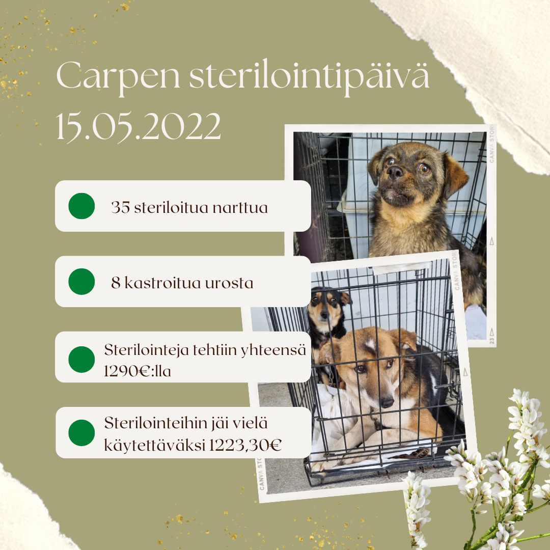 Carpen sterilointipäivä 15.5.: 43 steriloitua koiraa, 1290 € käytettyjä varoja