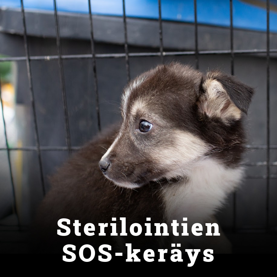 Varat ovat lopussa – auta koiria Sterilointien SOS-keräyksen 19.-25.9. kautta