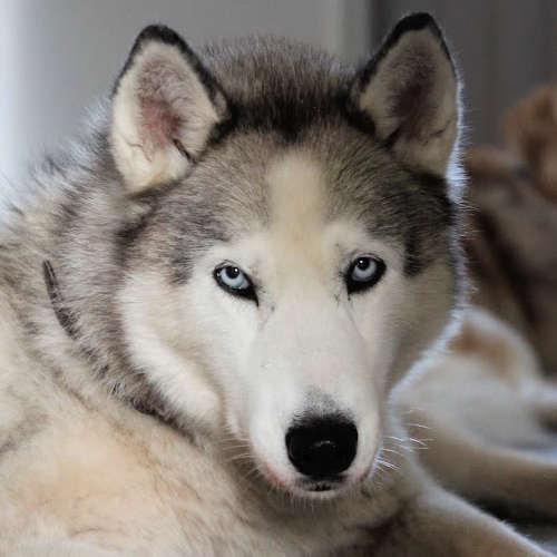 Kodin saanut koira: KIRAH, Suomessa