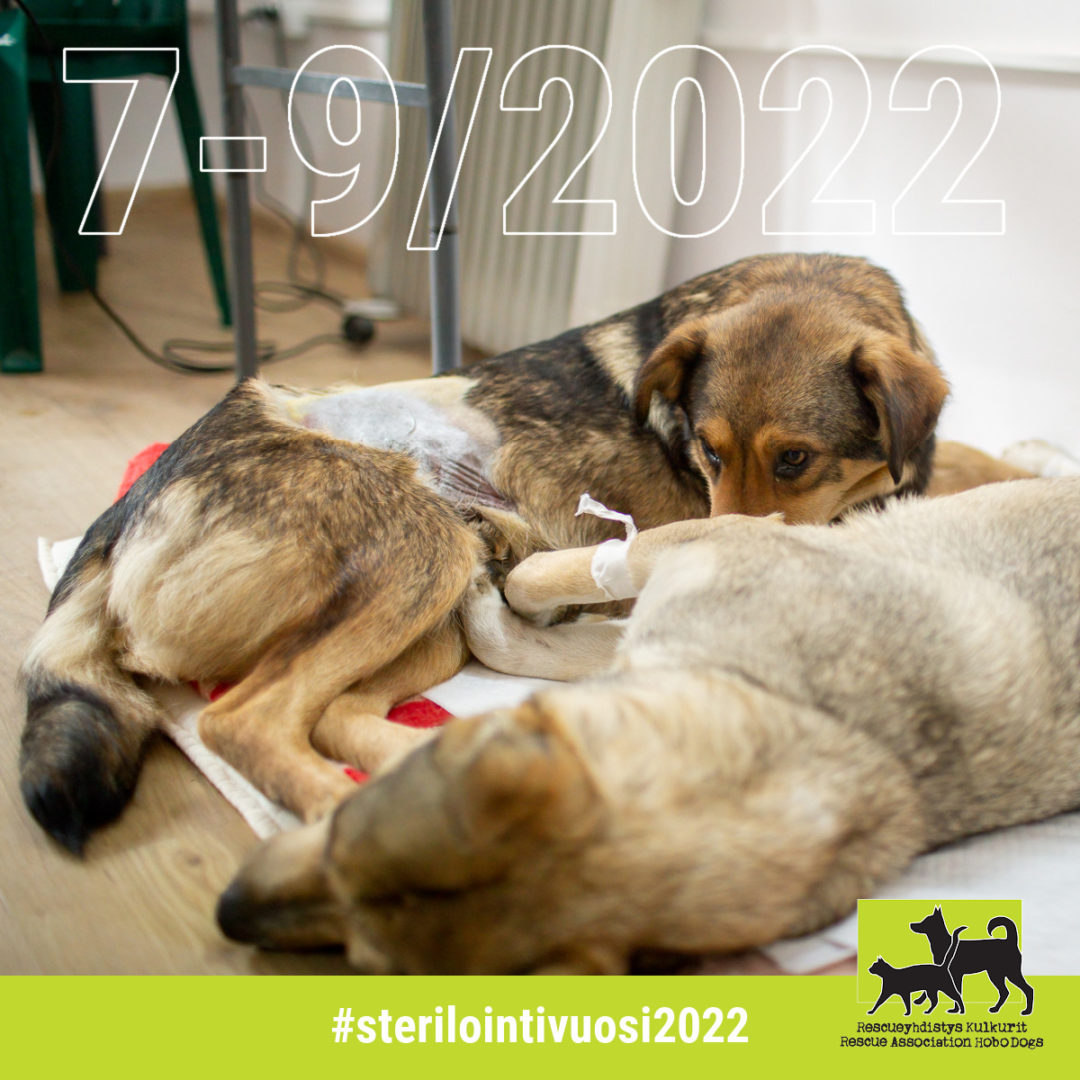 Sterilointivuosi 2022/7-9: 30 000 steriloinnin raja lähestyy