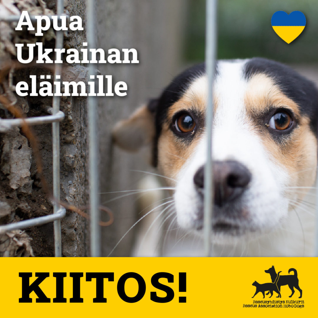 Yhdessä keräsimme Ukrainan eläimille 107 600 €