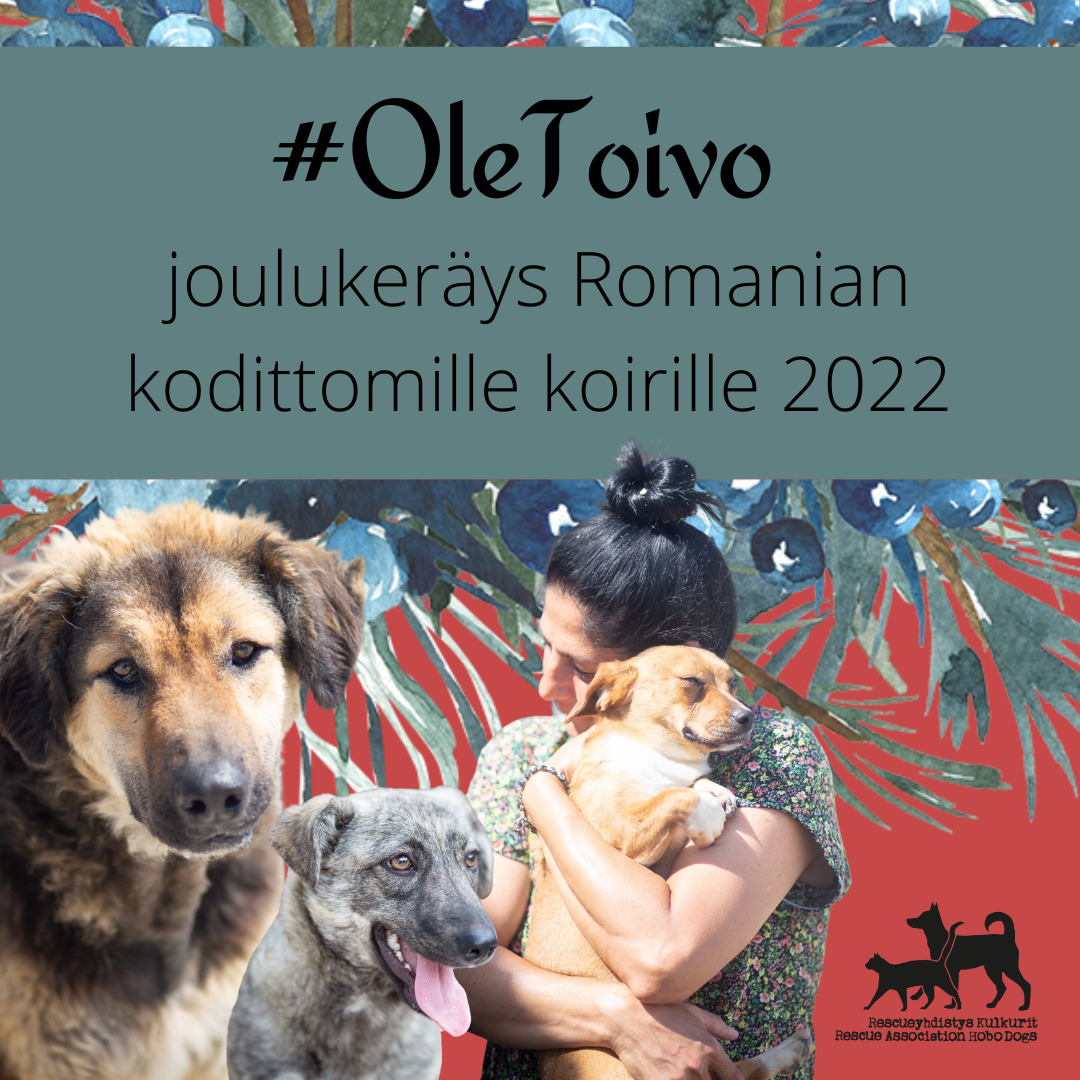 #OleToivo-joulukeräys Romanian kodittomille koirille 2022