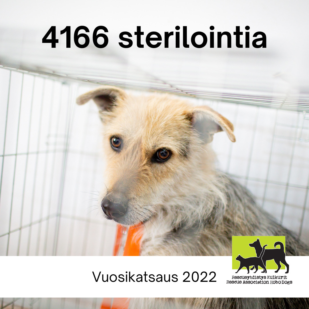Sterilointivuosi 2022: 4166 steriloitua eläintä