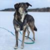 Kotia etsivä koira: KURRI (ent. Arwen, Team Hobbits) (Suomessa)