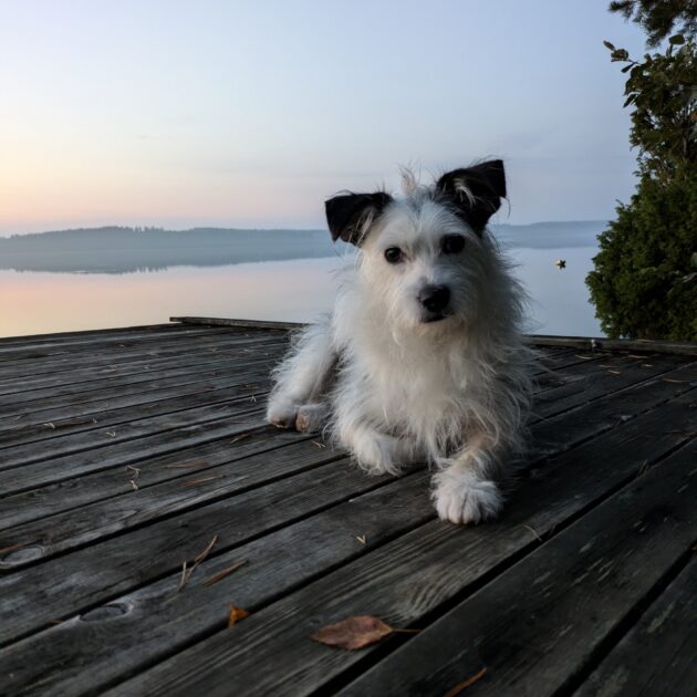 Enkelikoira: PÖRRE (nyk. Beni)