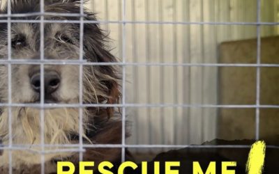 Rescue Me! – Koirien tarina julkaistaan Yle Areenassa ja Yle TV1:llä kesäkuussa