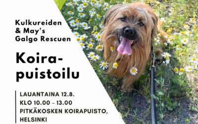 Kulkureiden ja May’s Galgo Rescuen koirapuistoilu Lepolan koirapuistossa lauantaina 12.8. klo 10-13.
