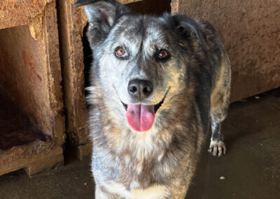 Kotia etsivä koira: MADAM MARJATTA